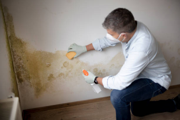 Best Attic Mold Removal  in Gas City, IN